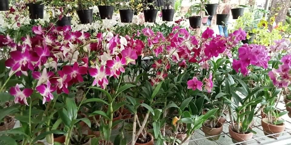 Dendrobium orchids full bloom (Category: Plants & Seeds) located in Quezon City. Submitted by cjpadilla (Listing ID 1120742184, Image 3). Description: .