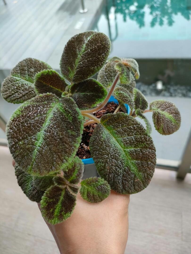 Episcia Emerald velvet, Furniture & Home Living, Gardening, Plants ...