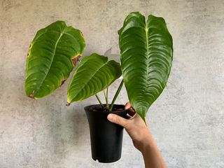 （分類：）位於 。 由 hermancym 提交（商品編號 1120965801，圖片 1）。簡介： 。