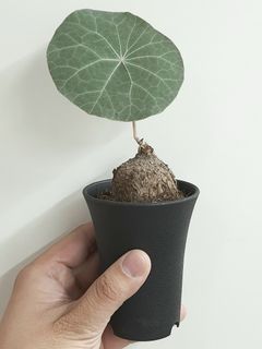 （分類：）位於 。 由 daviddavidd 提交（商品編號 1120940233，圖片 1）。簡介： 。