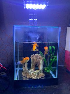 (Category: ) located in . Submitted by jni.k (Listing ID 1120894173, Image 1). Description: .