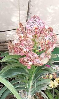 Full bloom Vanda strap orchids