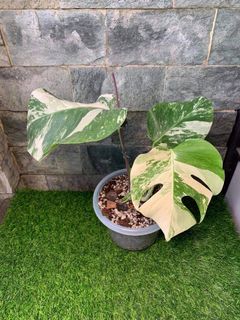 (Category: ) located in . Submitted by verde_botanical (Listing ID 1120939171, Image 1). Description: .