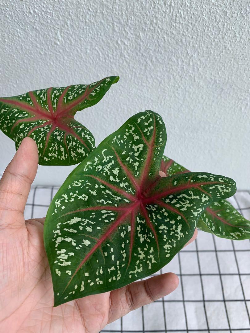 Caladium Hearts Delight, Furniture & Home Living, Gardening, Plants