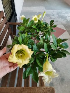 (Category: ) located in . Submitted by surin.daniel (Listing ID 1121114035, Image 1). Description: .