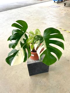 (Category: ) located in . Submitted by foliage.factory (Listing ID 1121074783, Image 1). Description: .