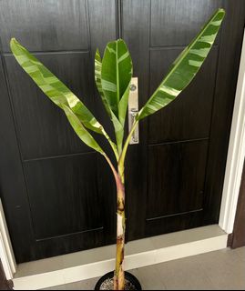 (Category: ) located in . Submitted by potfoliage (Listing ID 1121057687, Image 1). Description: .