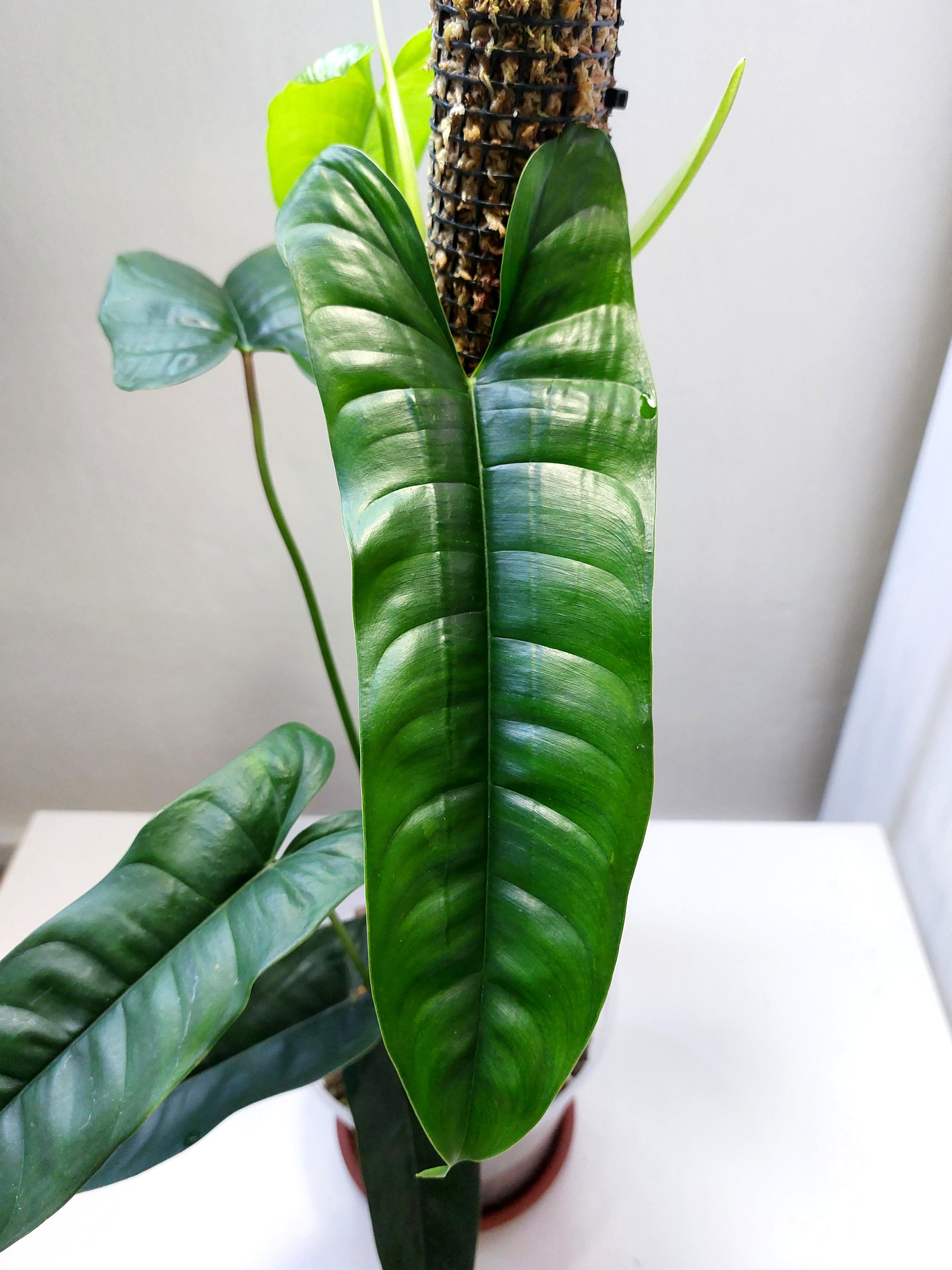 Philodendron Felix Furniture Home Living Gardening Plants Seeds On Carousell