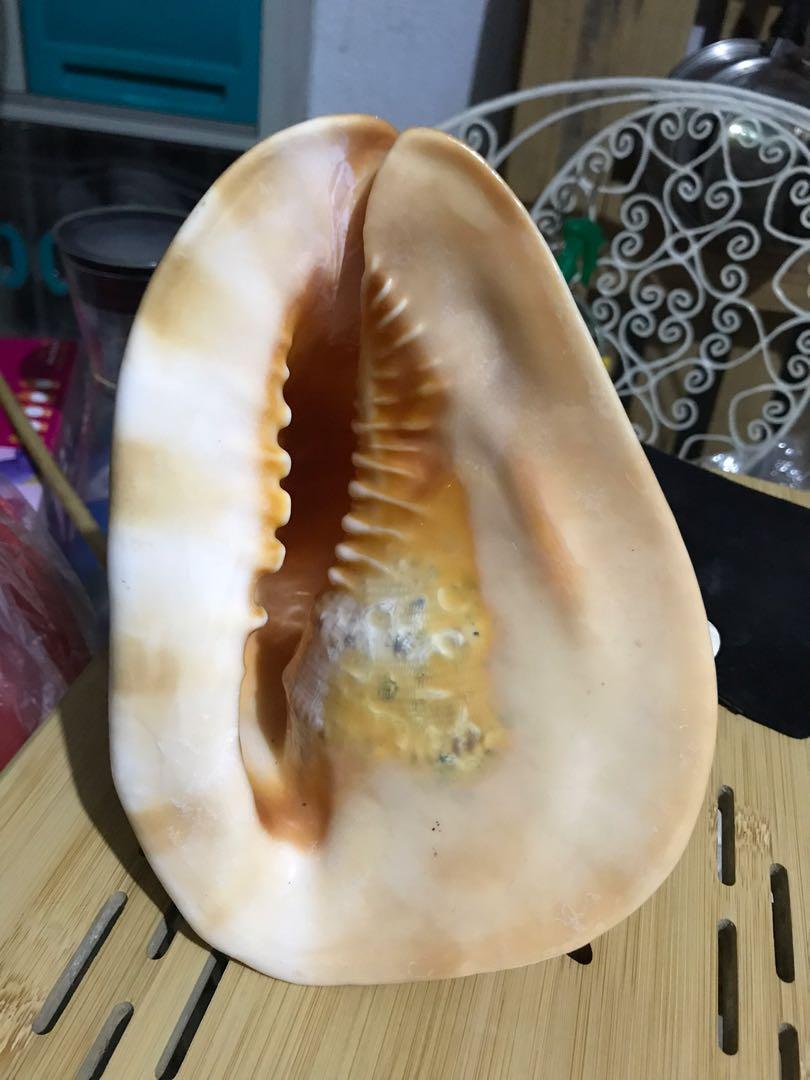 Sea Shell - Php 100, Furniture & Home Living, Home Decor, Other Home Decor  on Carousell