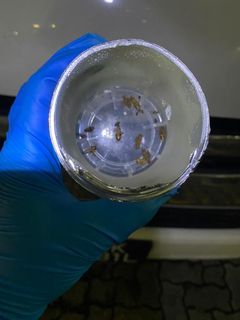 (Category: ) located in . Submitted by adrivdetailing (Listing ID 1121161287, Image 1). Description: .