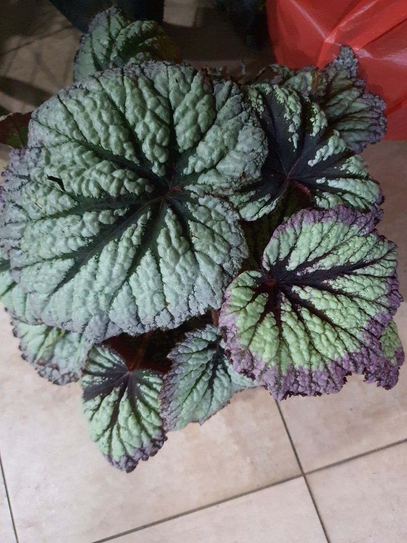 Begonia firework, Furniture & Home Living, Gardening, Plants & Seeds on ...