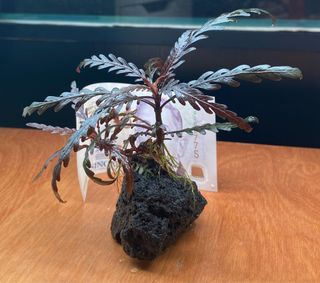 (Category: ) located in . Submitted by agathachr (Listing ID 1121229725, Image 1). Description: .