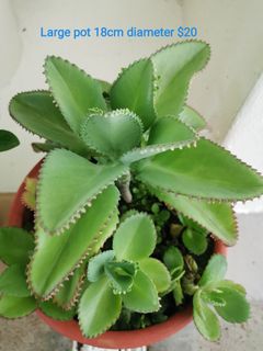 (Category: ) located in . Submitted by egreenhouse_2026 (Listing ID 1121175100, Image 1). Description: .