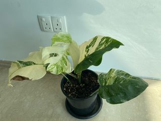 (Category: ) located in . Submitted by plantcollection (Listing ID 1121260763, Image 1). Description: .