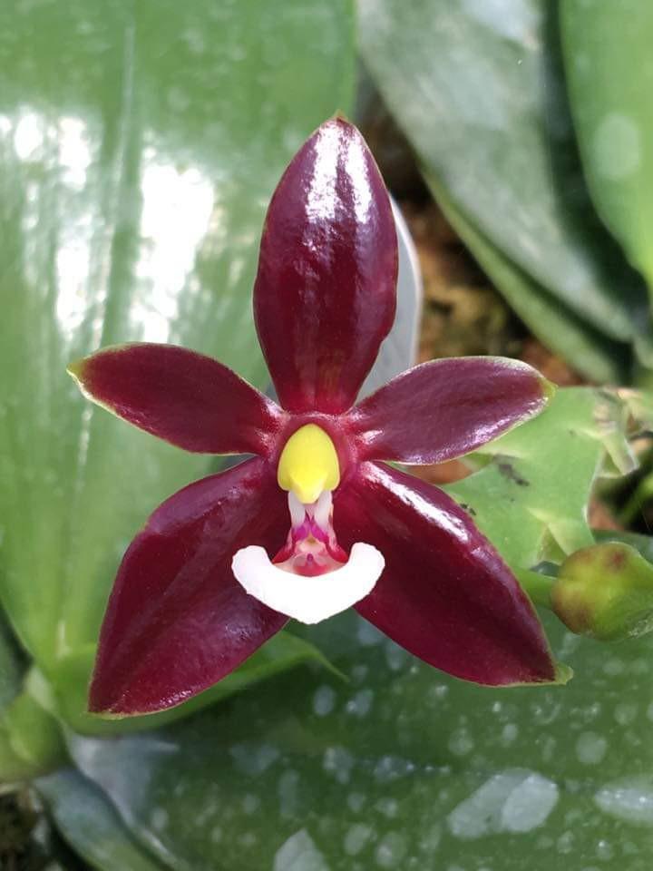Orchid Plant Phalaenopsis Red Pot 1 inch Phal.cornu servi 'red' x sib 