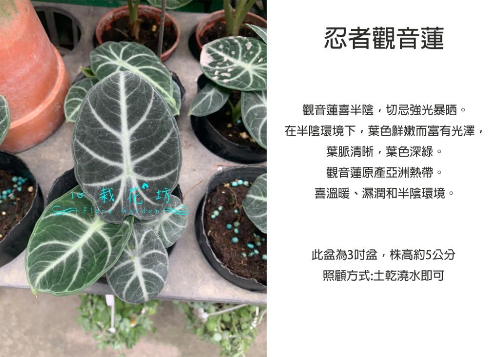 心栽花坊 忍者觀音蓮 觀音蓮 2吋盆 綠化植物 室內植物 觀葉植物 售價1600特價10 居家生活 園藝在旋轉拍賣