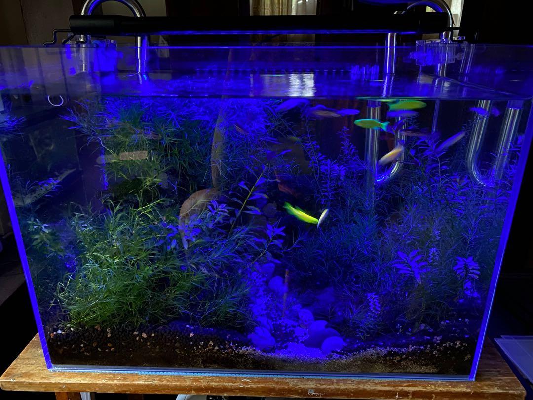 50cm low iron Aquarium COMPLETE SET ONLY, Pet Supplies, Homes & Other