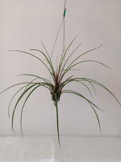 Air Plant  For Beginners
