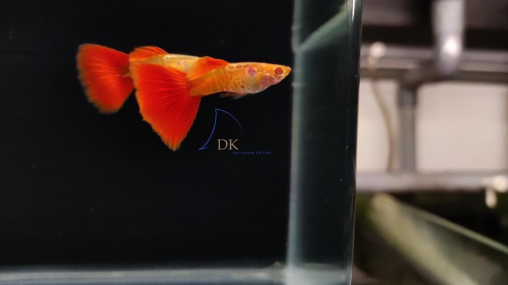 Albino Snake Skin Red Tail Guppy Fish, Pet Supplies, Homes & Other Pet  Accessories On Carousell