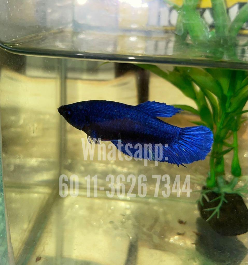 Blue Male Mahachai Wild Betta Fish Ikan Laga Show Grade Lazada