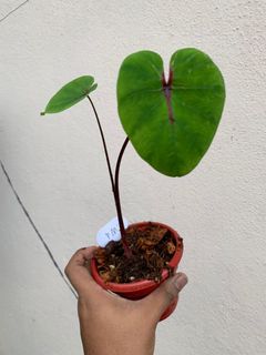 (Category: ) located in . Submitted by hilman_fikri (Listing ID 1121470042, Image 1). Description: .