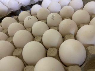 Fresh Egg itlog ebun
