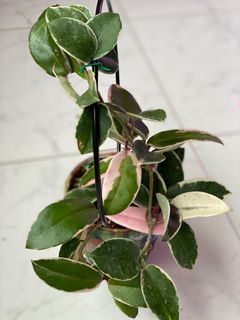 (Category: ) located in . Submitted by plantfantasy (Listing ID 1121423275, Image 1). Description: .