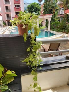 (Category: ) located in . Submitted by rittika (Listing ID 1121391641, Image 1). Description: .
