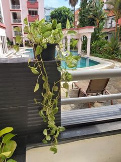 (Category: ) located in . Submitted by rittika (Listing ID 1121391945, Image 1). Description: .