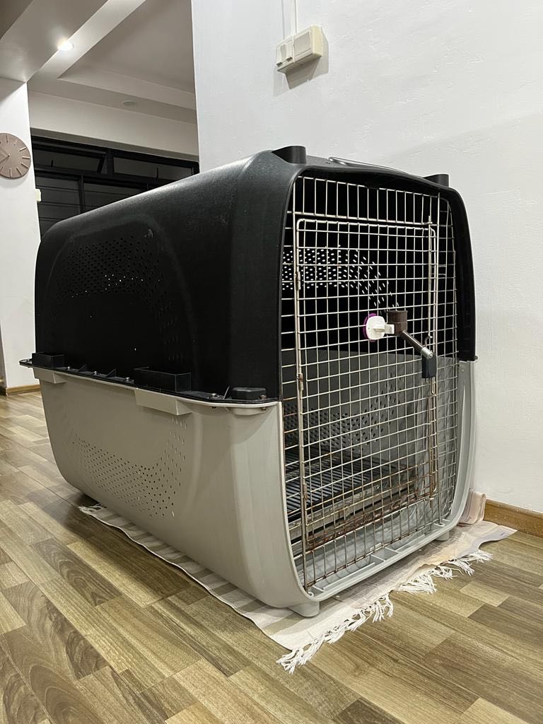 Pet Travel Crate XL, Pet Supplies, Homes & Other Pet Accessories on