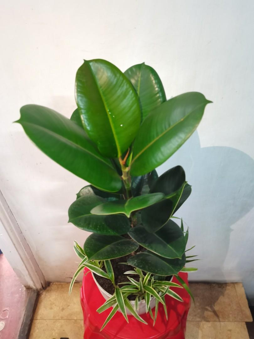 Rubber Tree (Green Emerald Compacta), Furniture & Home Living