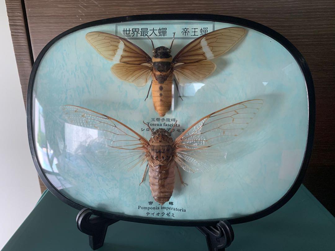昆蟲標本 興趣及遊戲 收藏品及紀念品 古董收藏 Carousell