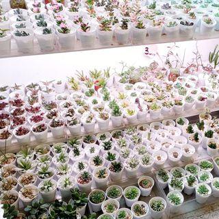 Mini succulents, cactus,plants, DIY at Bukit timah shopping centre 01-02a