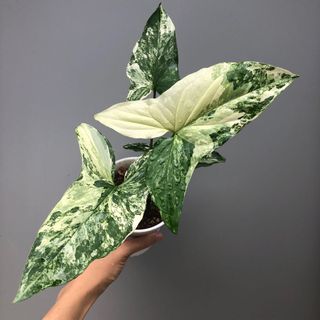 (Category: ) located in . Submitted by plant.anything (Listing ID 1121654897, Image 1). Description: .