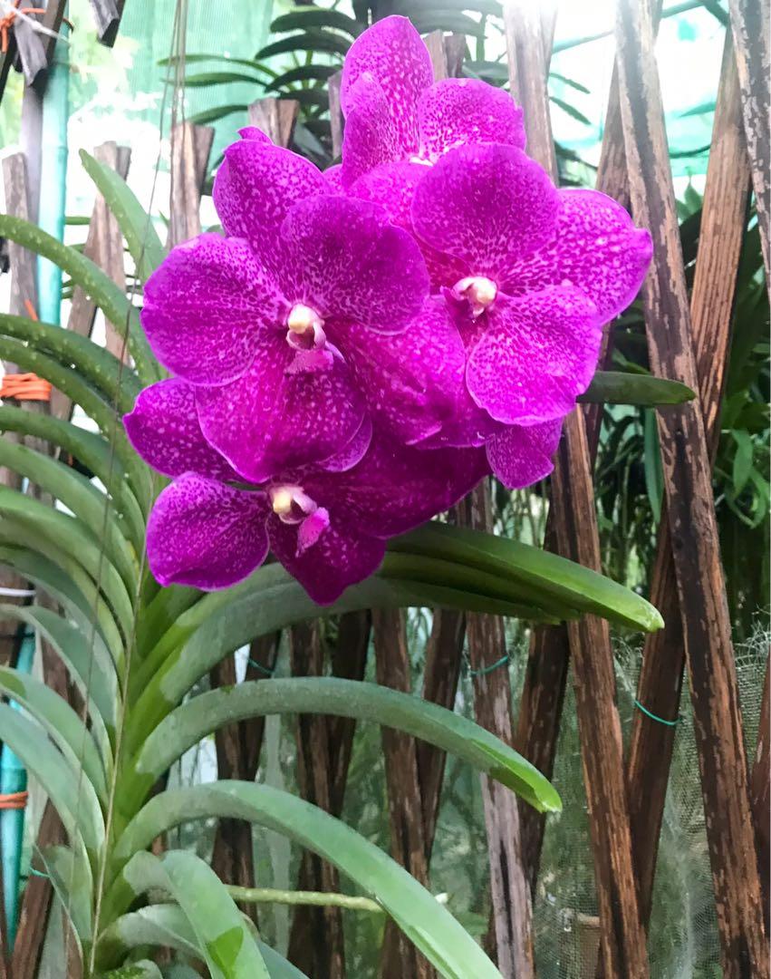 Vanda hybrid orchid plant, Furniture & Home Living, Gardening, Plants &  Seeds on Carousell