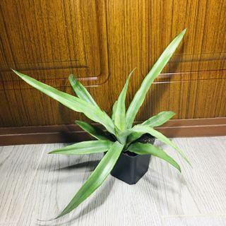 🇹🇼台灣鳳梨🍍有機菠蘿 迷你樹苗 連 花盆 organic miniature Taiwan pineapple tree seedling plant Bromeliaceae (the bromeliads) with flower pot