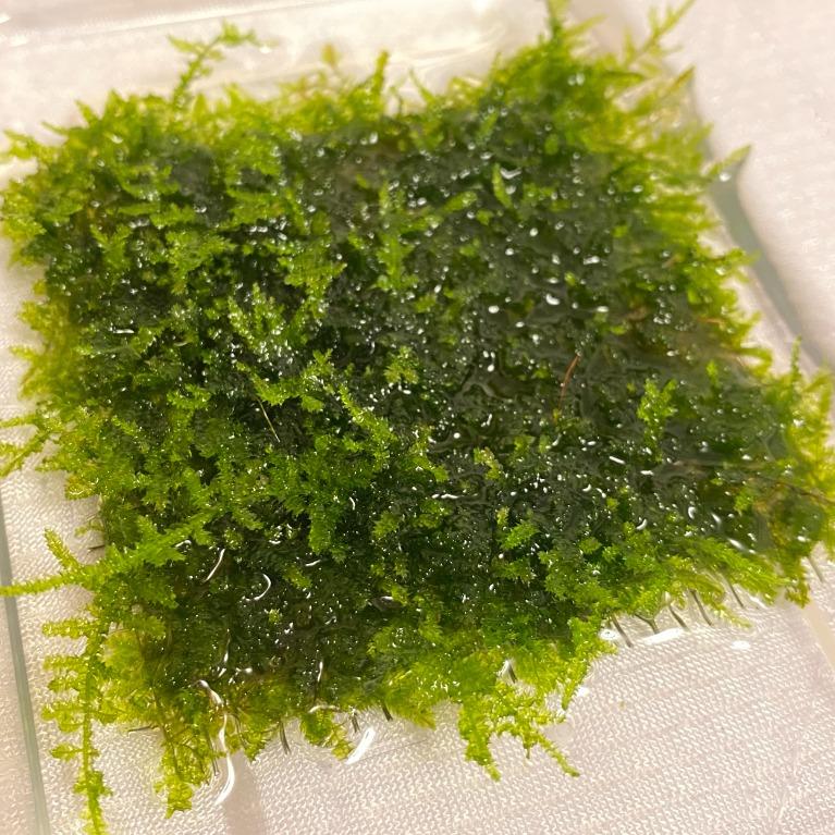 魚缸水草小三角莫絲片vesicularia Antipyretic 8cm X 8cm 米蝦極火蝦食物 寵物用品 寵物家品及其他 Carousell