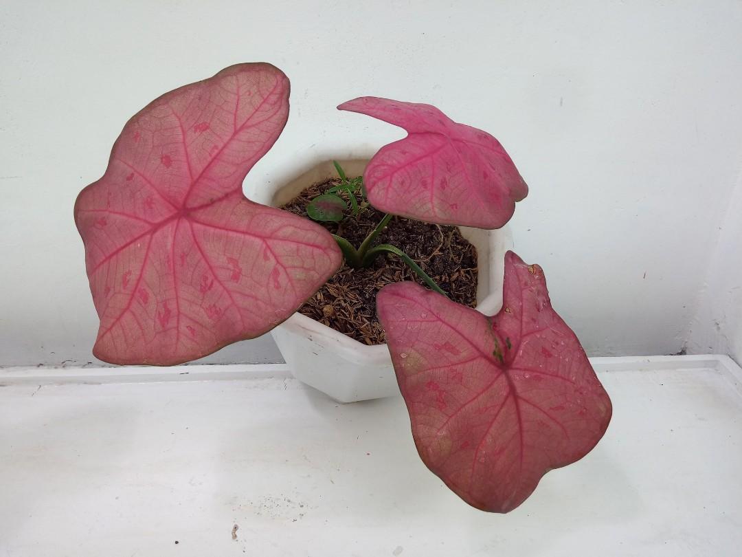 Caladium Sexy Pink, Furniture \u0026 Home Living, Gardening, Plants \u0026 Seeds on  Carousell