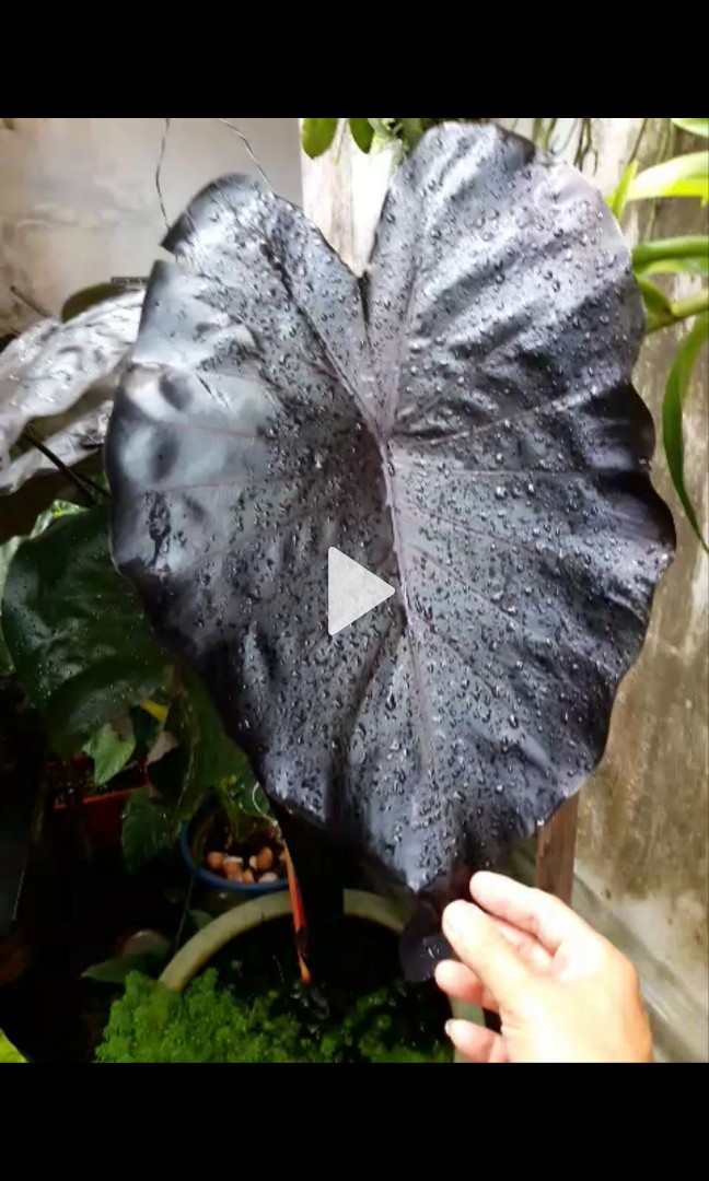 Colocasia electric blue gecko, Furniture & Home Living, Gardening