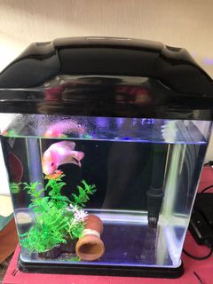 (Category: ) located in . Submitted by zeus760 (Listing ID 1121810951, Image 1). Description: .