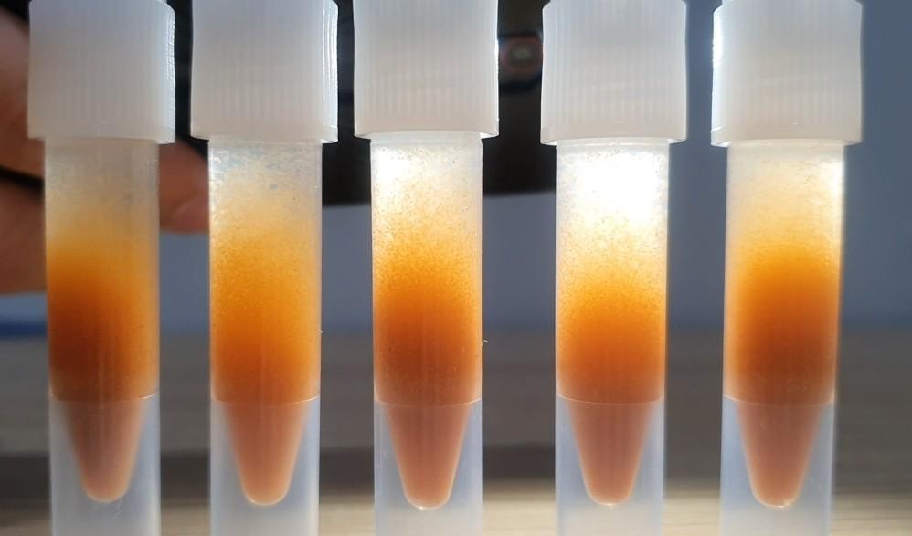 Freshly Frozen Baby Brine Shrimp, Pet Supplies, Pet Food on Carousell