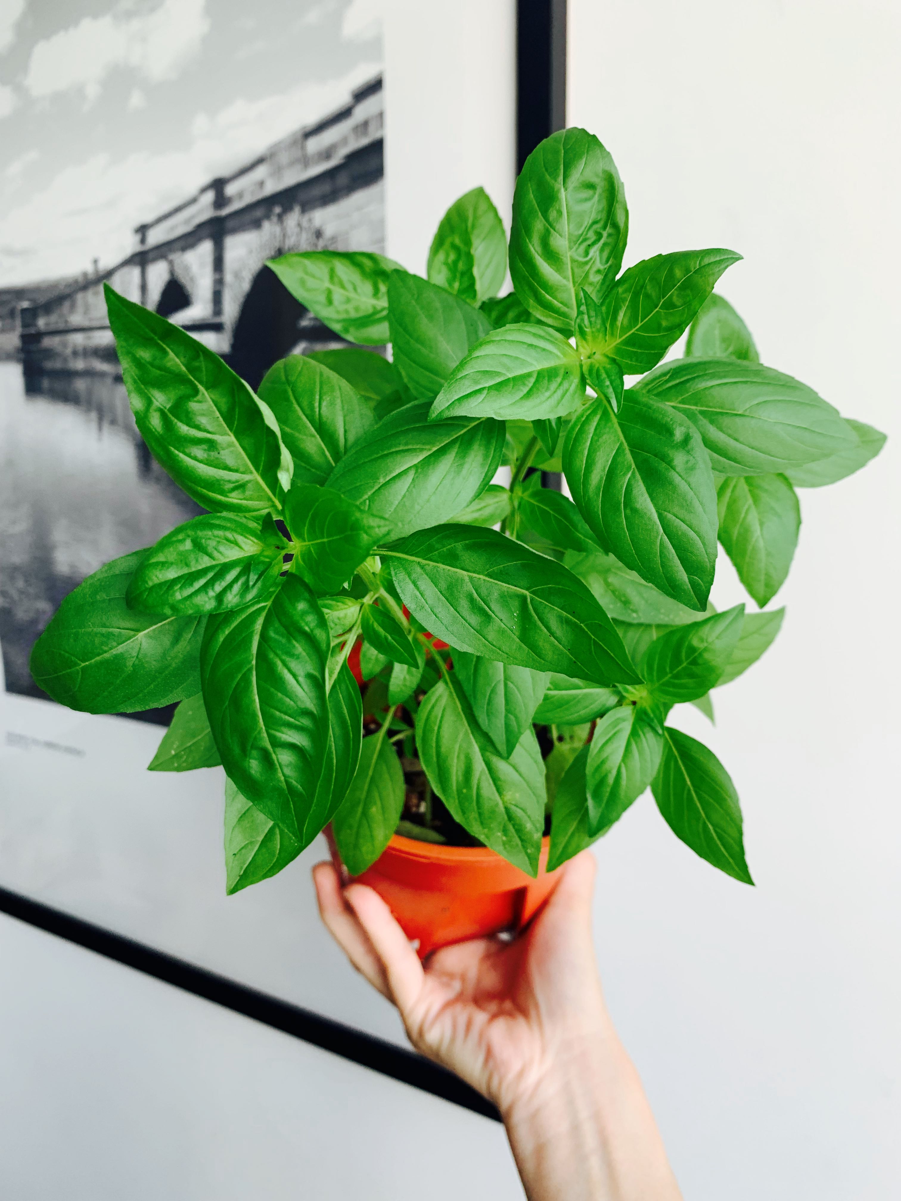 Home grown organic edible Thai basil, Furniture & Home Living