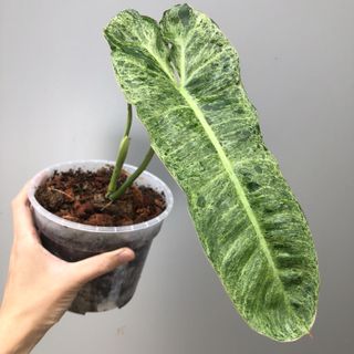(Category: ) located in . Submitted by plant.anything (Listing ID 1115127570, Image 1). Description: .