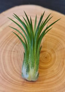 (Category: ) located in . Submitted by sky_2017 (Listing ID 1121960220, Image 1). Description: .