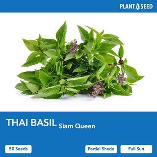 Thai Basil Herb Seeds [50 Seeds]