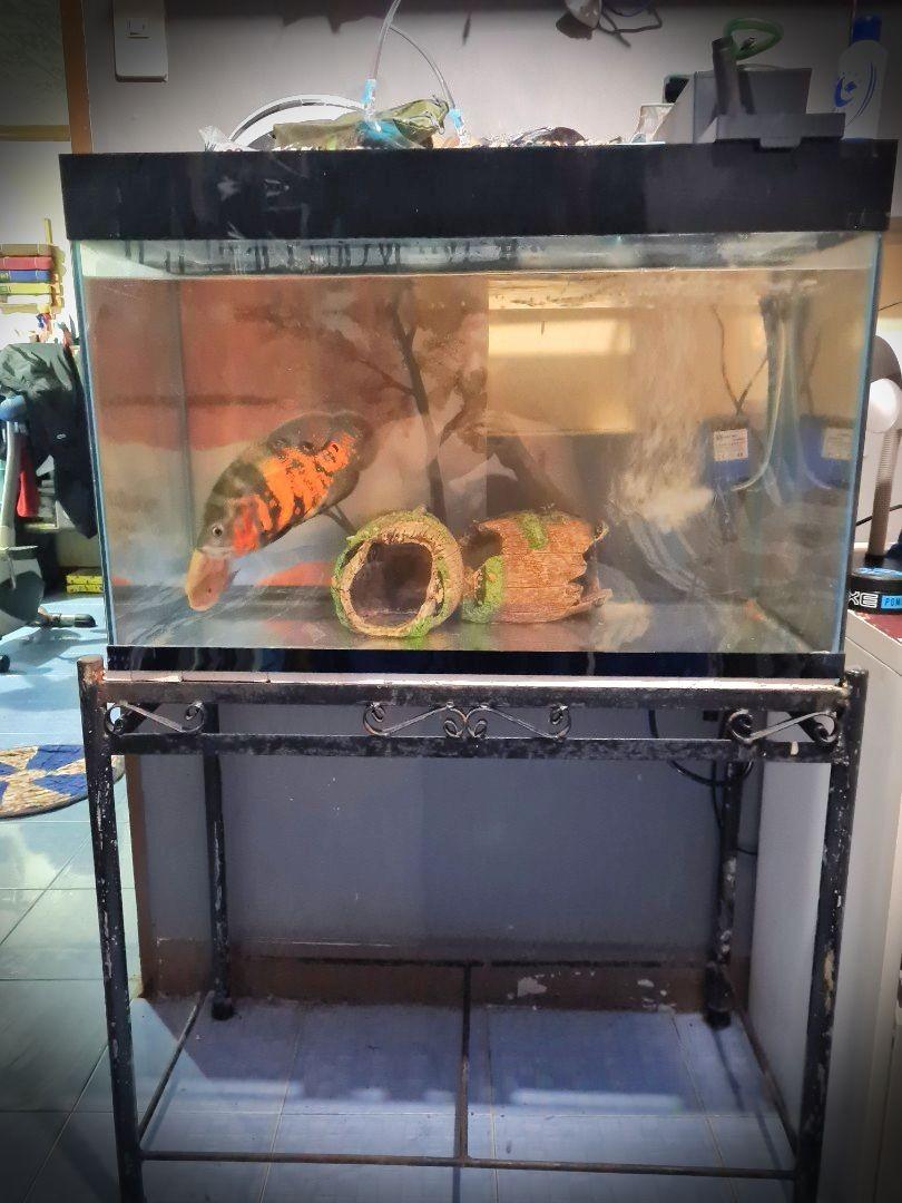 35 gallon deals fish tank