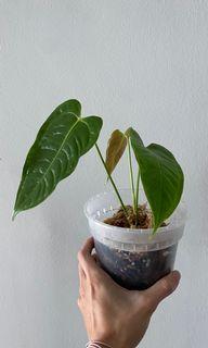 Anthurium Veitchii Ecuagenera