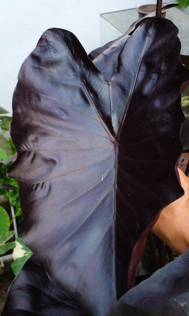 Colocasia electric blue gecko, Furniture & Home Living, Gardening