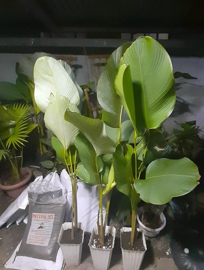 Lutea 5ft potted (Category: Plants & Seeds) located in Antipolo. Submitted by blueshopvintage (Listing ID 1122122393, Image 1). Description: potted in white tall pot 5ft high lutea plant perfect indoor / outdoor plant also available loam soil & potting mix 80 per bag min.of 5 90each retail.
