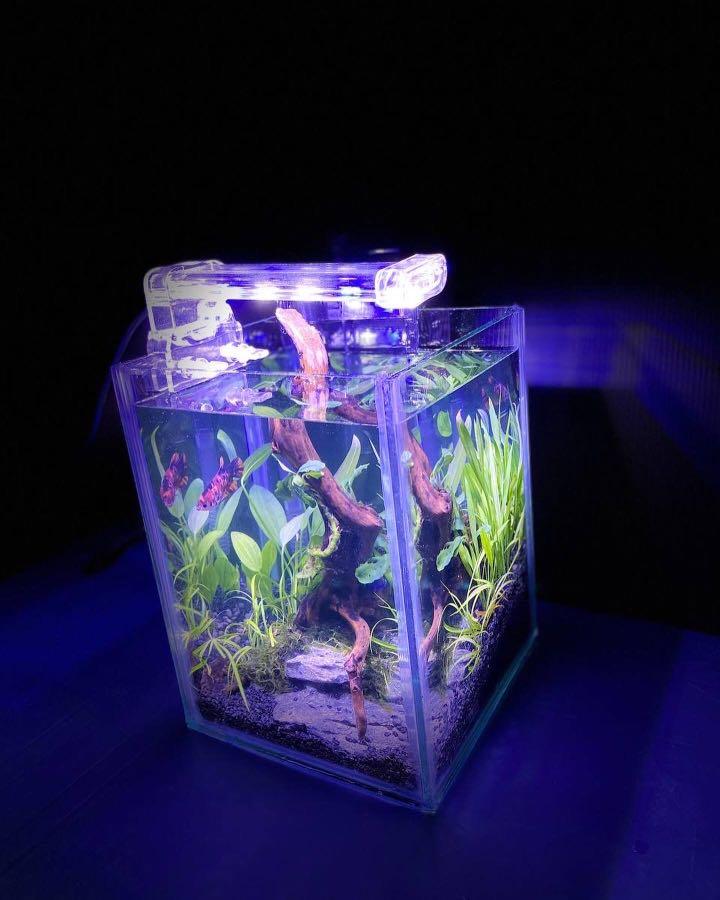 41+ Dekorasi Aquarium Mini Gratis